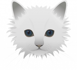 white cat drawing blink