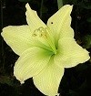 Amaryllis