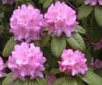 Rhododendron